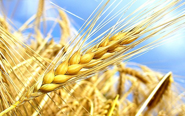 怎样判断一个小麦品种是否高产?