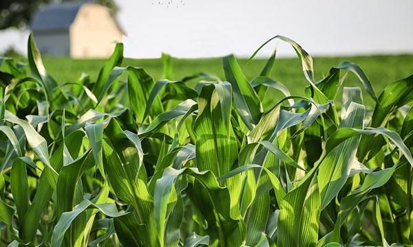 玉米杂交制种技术