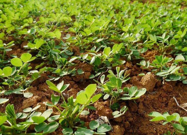 花生后期管理技术要点