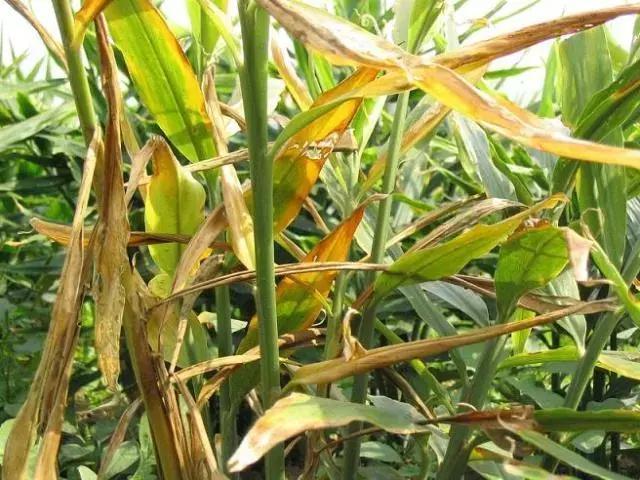 玉米青枯病症状及防治技术