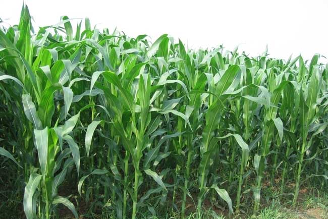 玉米粘虫的发生与防治