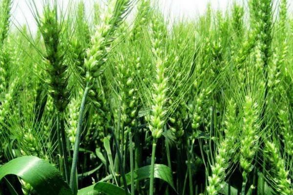 小麦干热风预防技术