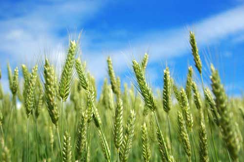 影响强筋冬小麦品质的四大因素