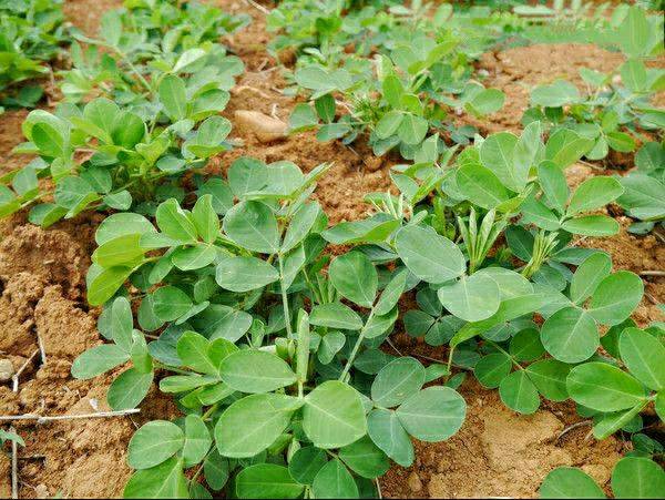 花生发生烂种的原因及补救措施