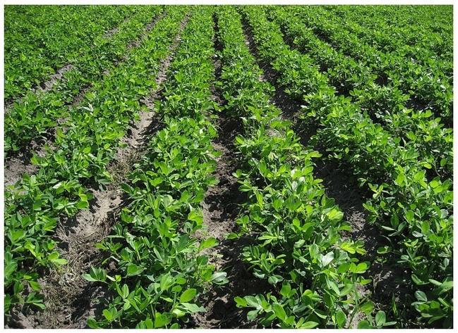 花生播前处理记四点