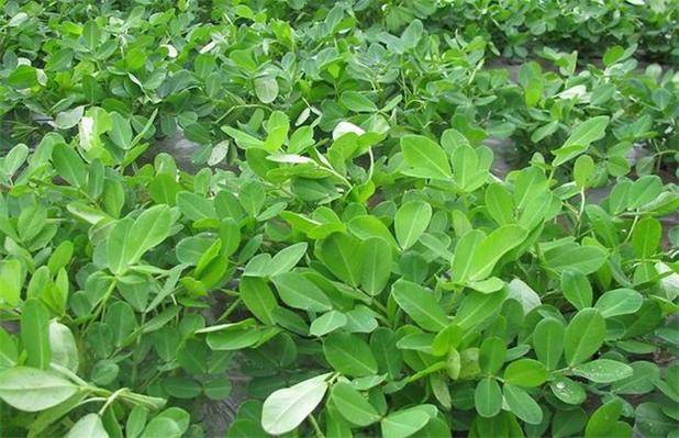 五方法让花生多结果